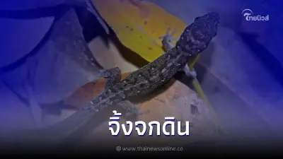 จิ้งจกดินหรือจิ้งจกดินลายจุด (Leaf-toed gecko)