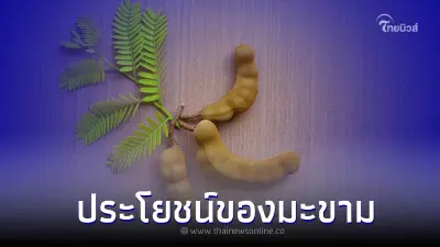 มะขามผลไม้พื้นบ้านกับประโยชน์ที่ดีต่อสุขภาพ