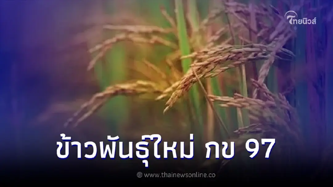 ข้าวพันธุ์ใหม่ที่ได้รับการรับรอง กข 97 เมล็ดยาวเรียว ท้องไข่น้อย