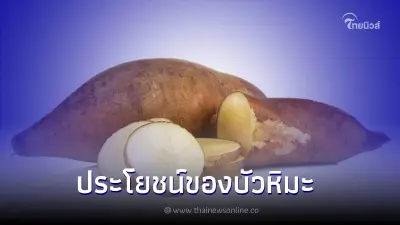 บัวหิมะ สรรพคุณมากมายรสชาติอร่อย แถมดีต่อสุขภาพ