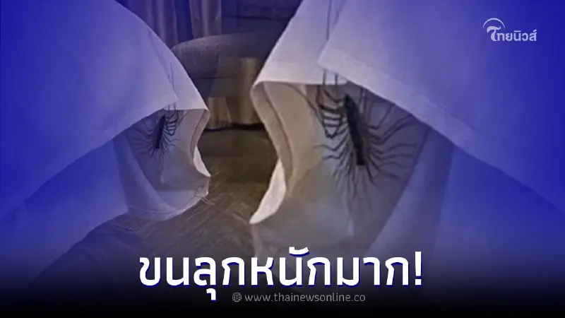 แขกสะพรึงหนักมาก หลังเข้าพักโรงแรม แล้วเจอตัวประหลาดมีขามากถึง 30 ขา แขกสะพรึงหนักมาก หลังเข้าพักโรงแรม แล้วเจอตัวประหลาดมีขามากถึง 30 ขา