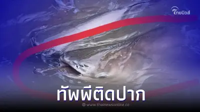 สาวใจบุญ พยายามช่วยปลามีทัพพีติดในปาก พยายามมา 3 วัน แต่ยังไม่สำเร็จ สาวใจบุญ พยายามช่วยปลามีทัพพีติดในปาก พยายามมา 3 วัน แต่ยังไม่สำเร็จ