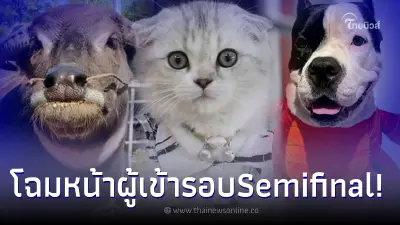 "Pet พาเพลิน funny clip"โฉมหน้าผู้ผ่านเข้ารอบทั้ง24 คลิป  Pet พาเพลิน Fair 2022