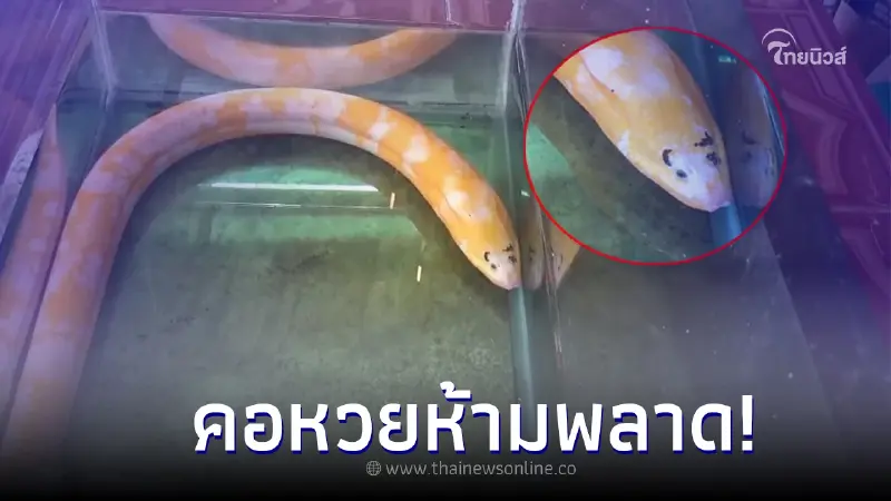 ชาวบ้านแห่ดู "ปลาไหลสองสี" มีคิ้วน่ารักตะมุตะมิ เจ้าของบ้านเชื่อมาให้โชค ชาวบ้านแห่ดู "ปลาไหลสองสี" มีคิ้วน่ารักตะมุตะมิ เจ้าของบ้านเชื่อมาให้โชค