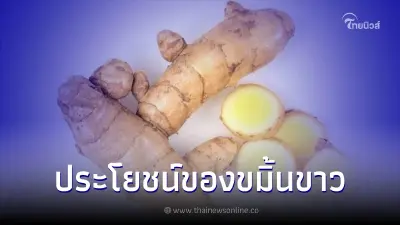 ประโยชน์ของ"ขมิ้นขาว" สรรพคุณเป็นยาดีต่อสุขภาพ