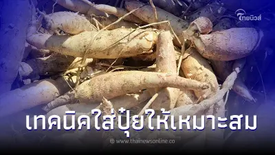 ปลูกมันสำปะหลัง เทคนิคใส่ปุ๋ยให้เหมาะสม ระเบิดหัวมัน เพิ่มแป้งและน้ำหนัก ปลูกมันสำปะหลัง เทคนิคใส่ปุ๋ยให้เหมาะสม ระเบิดหัวมัน เพิ่มแป้งและน้ำหนัก