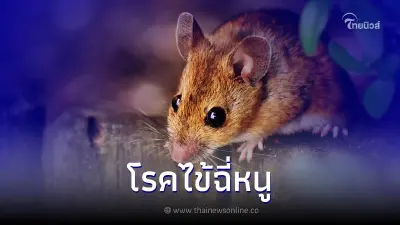 เล็กแต่ร้ายอันตรายจาก"โรคไข้ฉี่หนู"