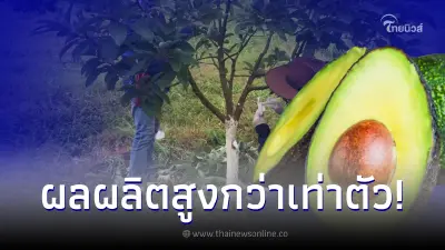 กรมวิชาการเกษตร เผยเทคโนโลยีเพิ่มประสิทธิภาพผลิตอะโวคาโด 