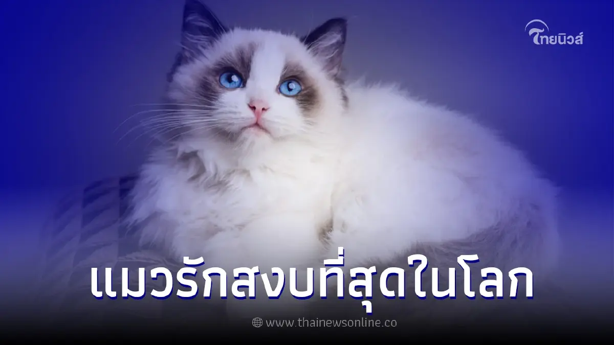 แร็กดอล แมวที่เข้ากับคนง่ายและรักสงบมากที่สุดในโลก แร็กดอล แมวที่เข้ากับคนง่ายและรักสงบมากที่สุดในโลก