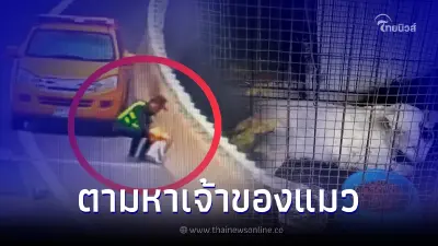 พบ "น้องแมว" หลงทางบนทางด่วนมักกะสัน ใครเป็นเจ้าของมารับน้องกลับบ้านด้วย