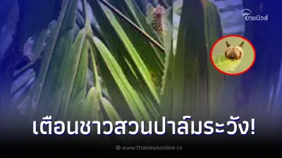 กรมวิชาการเกษตร เตือนระวัง หนอนหน้าแมว ในปาล์มน้ำมัน