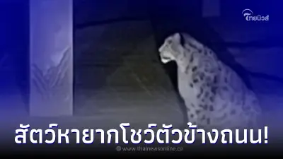 ชาวบ้านสุดตื่นเต้น พบสัตว์หายาก นั่งชิลล์โชว์ตัวท้าแสงไฟอยู่ข้างถนน