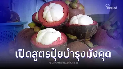 เปิดสูตรปุ๋ยบำรุง มังคุด ให้ต้นสมบูรณ์ ติดดอกง่าย ผลผลิตดี ผิวมันสวยสีชมพู เปิดสูตรปุ๋ยบำรุง มังคุด ให้ต้นสมบูรณ์ ติดดอกง่าย ผลผลิตดี ผิวมันสวยสีชมพู