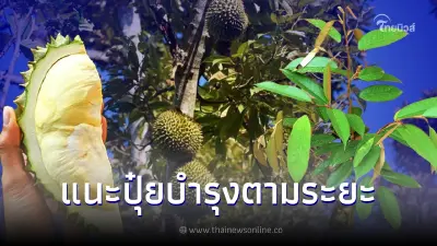 การปลูกและการดูแลรักษา ต้นทุเรียน ในแต่ละระยะ พร้อมเคล็ดลับการบำรุง การปลูกและการดูแลรักษา ต้นทุเรียน ในแต่ละระยะ พร้อมเคล็ดลับการบำรุง
