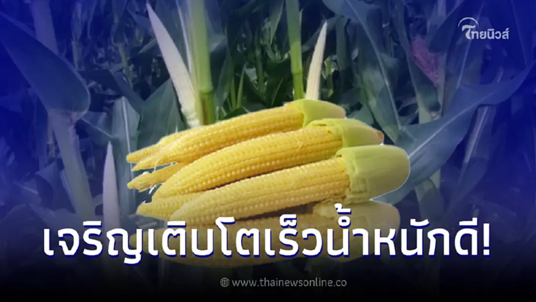 ข้าวโพดฝักอ่อนรังสิต 1 เจริญเติบโตเร็วและให้น้ำหนักสูง