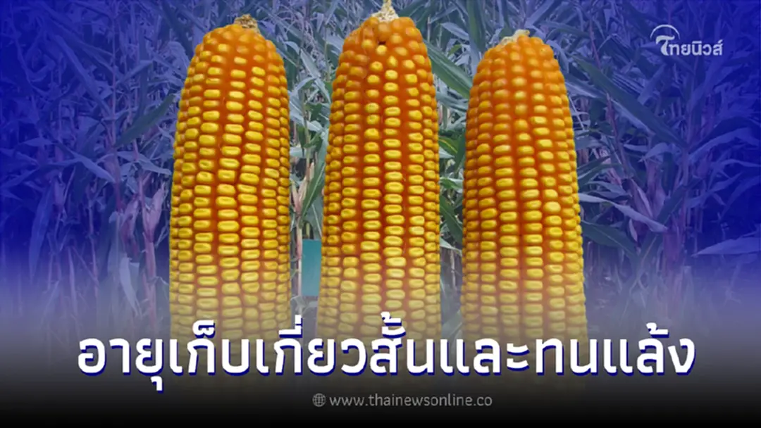 ข้าวโพดเลี้ยงสัตว์ลูกผสมพันธุ์นครสวรรค์ 5 อายุเก็บเกี่ยวสั้นและทนทานแล้ง