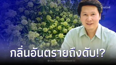 อ.เจษฎา เฉลยแล้ว กลิ่นของต้นตีนเป็ด อันตรายถึงชีวิตจริงหรือไม่
