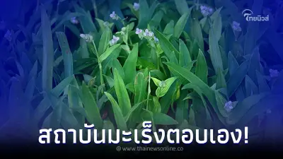 สถาบันมะเร็งฯ ตอบ น้ำปั่นใบสดหญ้าปักกิ่ง รักษามะเร็งน้ำเหลือง ได้หรือไม่