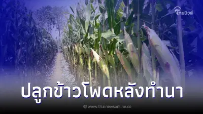 การปลูกข้าวโพดเลี้ยงสัตว์หลังทำนา  ให้ได้ผลผลิตสูงและมีคุณภาพ