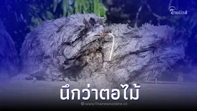 จนท.ได้รับแจ้งให้ช่วยเหลือนก ไปถึงเจอแต่ตอไม้หน้าตาประหลาด นึกว่าโดนหลอก จนท.ได้รับแจ้งให้ช่วยเหลือนก ไปถึงเจอแต่ตอไม้หน้าตาประหลาด นึกว่าโดนหลอก