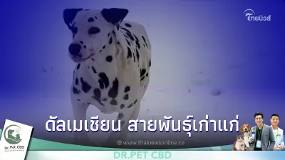 ดัลเมเชียน (Dalmatian) มีความปราดเปรียวอย่างมาก เคลื่อนไหวได้อย่างว่องไว ดัลเมเชียน (Dalmatian) มีความปราดเปรียวอย่างมาก เคลื่อนไหวได้อย่างว่องไว
