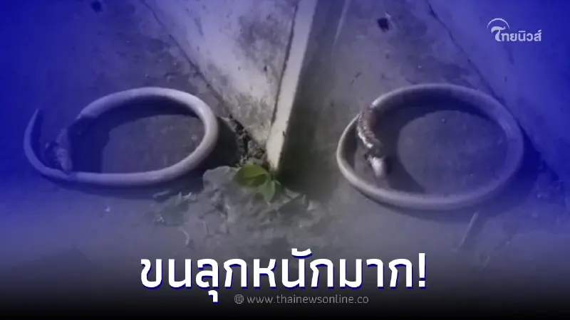 ชาวบ้านสงสัย เห็นงูเลื้อยพลิกตัวไปมา ดูใกล้ๆถึงรู้สาเหตุ ขนลุกมาก ชาวบ้านสงสัย เห็นงูเลื้อยพลิกตัวไปมา ดูใกล้ๆถึงรู้สาเหตุ ขนลุกมาก