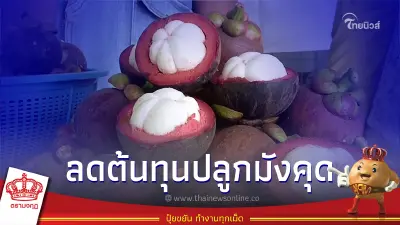 ปลูกมังคุดให้ถูกวิธี ลดต้นทุนการผลิต-เพิ่มขีดความสามารถให้แก่เกษตรกรไทย ปลูกมังคุดให้ถูกวิธี ลดต้นทุนการผลิต-เพิ่มขีดความสามารถให้แก่เกษตรกรไทย