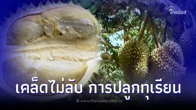 เคล็ดลับการปลูกทุเรียน การเตรียมพื้นที่ สภาพแวดล้อมเเบบไหนที่เหมาะสม เคล็ดลับการปลูกทุเรียน การเตรียมพื้นที่ สภาพแวดล้อมเเบบไหนที่เหมาะสม