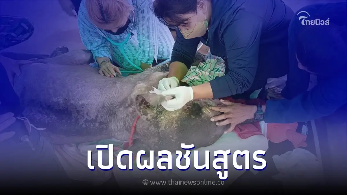เผยผลชันสูตรลูกช้างป่า "น้องธันวา" หลังล้มกะทันหัน