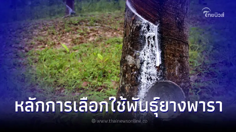 แชร์เทคนิคในการเลือกใช้พันธุ์ยางพารา เเละพันธุ์ยางที่แนะนำให้ปลูก