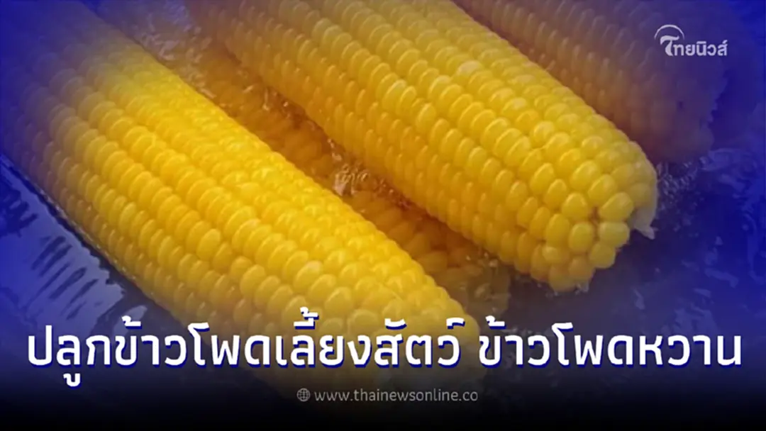 การใส่ปุ๋ยข้าวโพดเลี้ยงสัตว์-ข้าวโพดหวาน เเละวิธีการป้องกันกำจัดวัชพืช