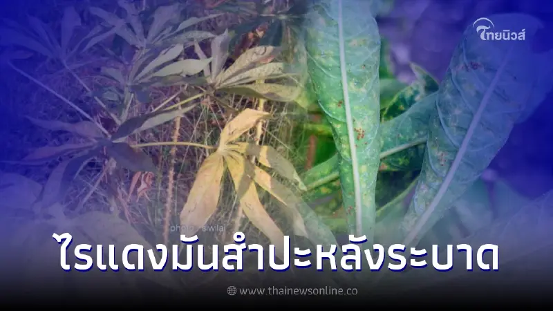 เตือนเกษตรกรระวัง ไรแดงมันสำปะหลังระบาด เตือนเกษตรกรระวัง ไรแดงมันสำปะหลังระบาด