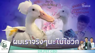 มารู้จักเป็ดมงกุฏ  "เป็ดมีผม" กับทรงผมสุดเท่ห์ไม่เกรงใจใคร