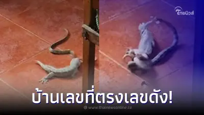 ตุ๊กแก VS งู ฟัดกันเดือดจนได้ผู้ชนะ เจ้าของบ้านใจดี บอกบ้านเลขที่ทันที ตุ๊กแก VS งู ฟัดกันเดือดจนได้ผู้ชนะ เจ้าของบ้านใจดี บอกบ้านเลขที่ทันที