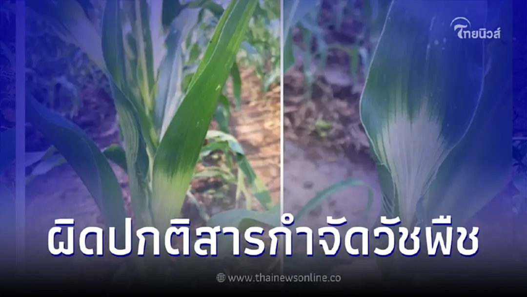 เผยอาการผิดปกติที่เกิดจากสารกำจัดวัชพืช ในข้าวโพด