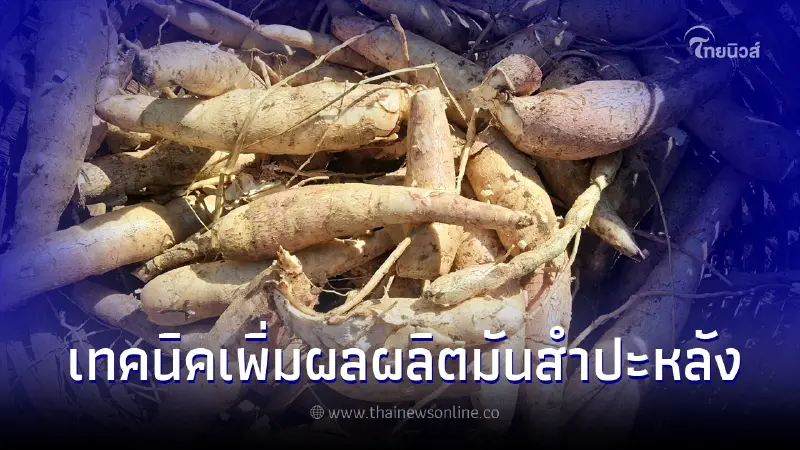 แนะวิธีการเพิ่มผลผลิตมันสำปะหลัง และการแก้ปัญหาผลผลิตมันสำปะหลังต่ำ แนะวิธีการเพิ่มผลผลิตมันสำปะหลัง และการแก้ปัญหาผลผลิตมันสำปะหลังต่ำ