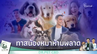ทาสหมาห้ามพลาด งาน Pet พาเพลิน Fair 2022 ขนทัพจัดเต็มน้องตูบ Pet Idol มาเพียบ ทาสหมาห้ามพลาด งาน Pet พาเพลิน Fair 2022 ขนทัพจัดเต็มน้องตูบ Pet Idol มาเพียบ