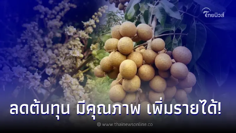 แนะเทคโนโลยีเตรียมความพร้อมผลิตลำไย ช่วยลดต้นทุน เพิ่มรายได้ แนะเทคโนโลยีเตรียมความพร้อมผลิตลำไย ช่วยลดต้นทุน เพิ่มรายได้