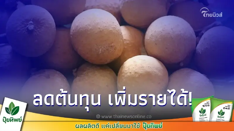 แนะเทคโนโลยีเตรียมความพร้อมผลิตลำไยฤดูกาล 2566 แนะเทคโนโลยีเตรียมความพร้อมผลิตลำไยฤดูกาล 2566