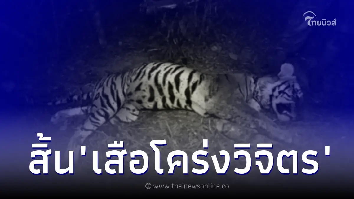 พบเสือโคร่งวิจิตร นอนตายมีบาดแผลเต็มตัว คาดเกิดจากการต่อสู้ พบเสือโคร่งวิจิตร นอนตายมีบาดแผลเต็มตัว คาดเกิดจากการต่อสู้
