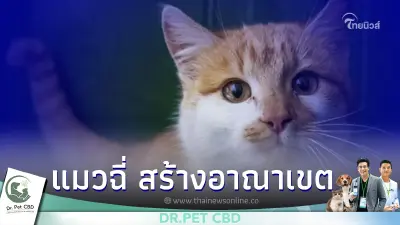 วิธีแก้ปัญหาไม่ให้แมวฉี่สร้างอาณาเขต