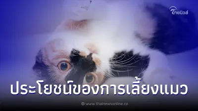 เปิดประโยชน์ในการเลี้ยงแมวที่คุณคาดไม่ถึง