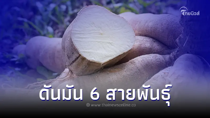 กรมวิชาการเกษตร ดันมันสำปะหลัง  6 สายพันธุ์ ให้ผลผลิตสูง ดูดซับคาร์บอนได้ดี