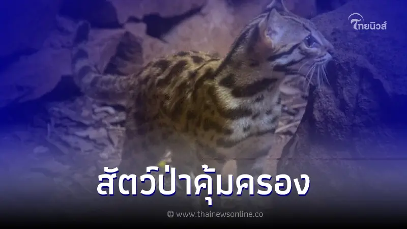"แมวดาว" (leopard cat) สัตว์ป่าคุ้มครองในไทย "แมวดาว" (leopard cat) สัตว์ป่าคุ้มครองในไทย