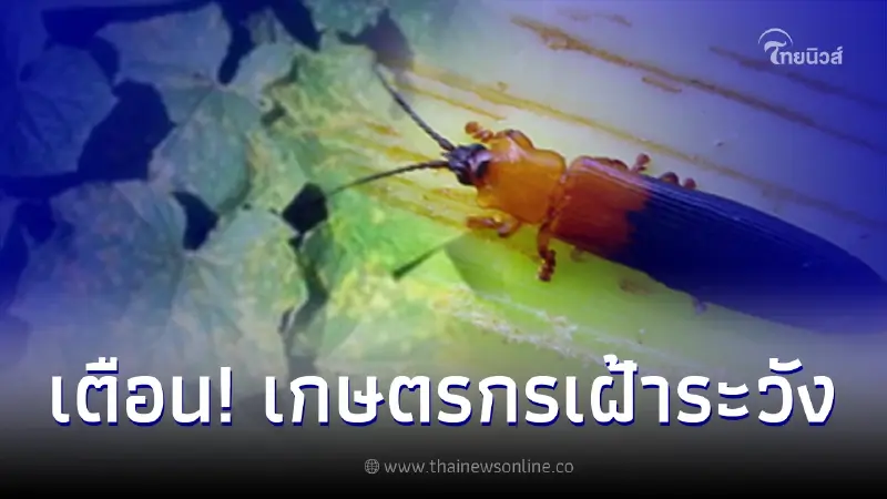 กรมวิชาการเกษตร  เตือนภัยการผลิตพืชช่วง มกราคม