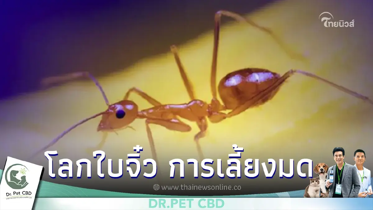 "คนเลี้ยงมด" มิติใหม่ของสัตว์เลี้ยง ในฐานะ EXOTIC PETS "คนเลี้ยงมด" มิติใหม่ของสัตว์เลี้ยง ในฐานะ EXOTIC PETS
