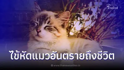 #ภัยใกล้ตัวที่ต้องระวัง เปิดวิธีป้องกันโรคไข้หัดแมว