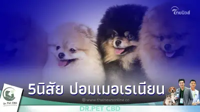 5 ข้อควรระวัง ก่อนเลี้ยง สุนัขพันธุ์เล็ก ปอมเมอเรเนียน มีอะไรบ้าง 5 ข้อควรระวัง ก่อนเลี้ยง สุนัขพันธุ์เล็ก ปอมเมอเรเนียน มีอะไรบ้าง