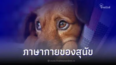 เปิดภาษากายของสุนัขแต่ละท่าทางสื่อความหมายถึงอะไร