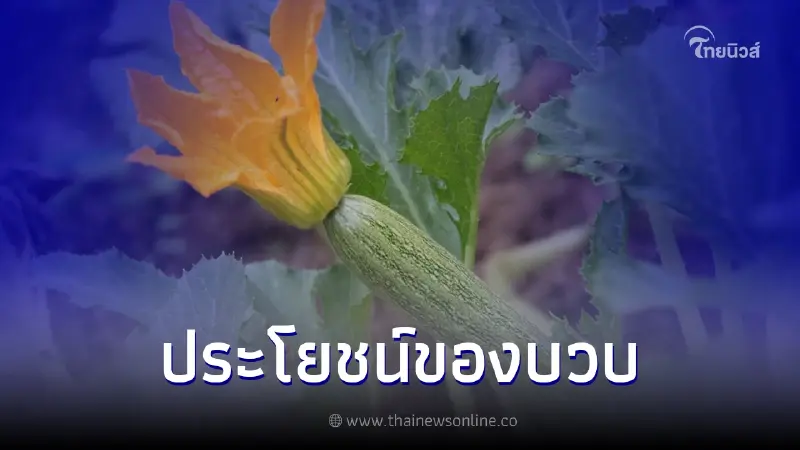 สรรพคุณและประโยชน์ของบวบผักพื้นบ้านที่ดีต่อสุขภาพ สรรพคุณและประโยชน์ของบวบผักพื้นบ้านที่ดีต่อสุขภาพ